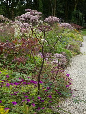 ANGELICA sylvestris Vicar's Mead
